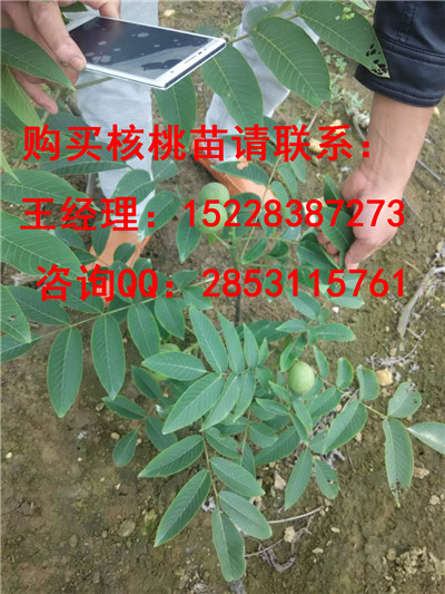 建水核桃苗基地的香玲核桃苗品种特点，开发香玲核桃苗产量批发