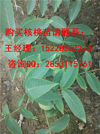 石屏核桃苗基地的香玲核桃苗品种特点，开发香玲核桃苗产量批发