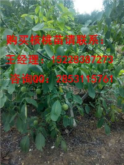 个旧核桃苗基地的香玲核桃苗品种特点，开发香玲核桃苗产量批发