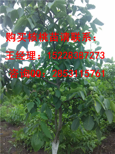 石屏核桃苗基地的香玲核桃苗品种特点，开发香玲核桃苗产量批发