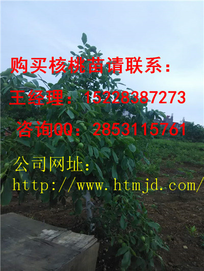 綦江早实核桃苗种植管理技术，川早核桃苗品种特点优势