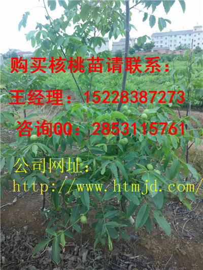 大足早实核桃苗种植管理技术，川早核桃苗品种特点优势