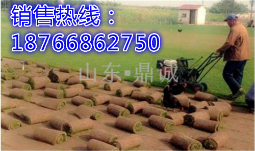 贵州铜仁起草坪的机器 本田汽油草坪移植机 手推式起草皮机图片 牧草机械