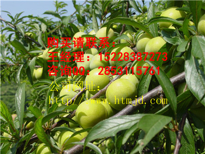 贵定嫁接李子苗有哪些品种优势，青脆李子苗培育基地