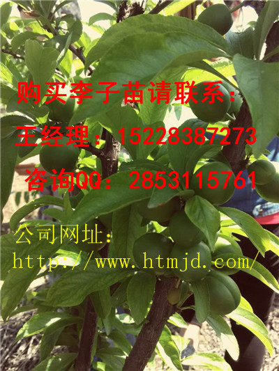 惠水嫁接李子苗有哪些品种优势，青脆李子苗培育基地