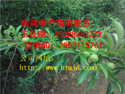 罗甸嫁接李子苗有哪些品种优势，青脆李子苗培育基地