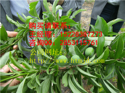 龙里嫁接李子苗有哪些品种优势，青脆李子苗培育基地
