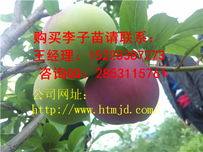 平塘嫁接李子苗有哪些品种优势，青脆李子苗培育基地