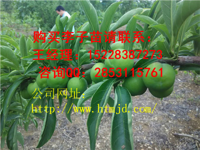 长顺嫁接李子苗有哪些品种优势，青脆李子苗培育基地