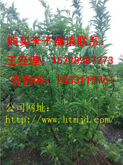 独山嫁接李子苗有哪些品种优势，青脆李子苗培育基地