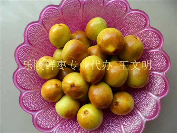 乐陵早熟鲜脆枣产地代购代办