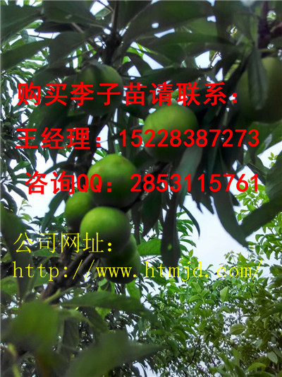 云阳青脆李子苗木基地报价，青脆李子苗哪里有卖几钱一株