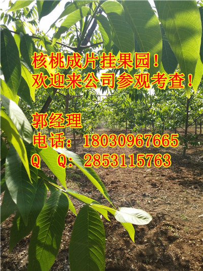 湖南川早2号，蔚县川早核桃苗介绍，蔚县核桃苗产品