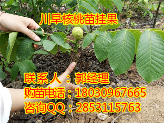 湖南川早2号，怀安核桃苗培育基地，怀安核桃苗产量