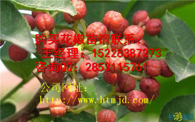 富源花椒苗病害防治及栽培管理，花椒苗 格及市场用途