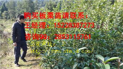 兴文泰山大板栗苗管理方法，嫁接板栗苗栽植时间及株行距管理