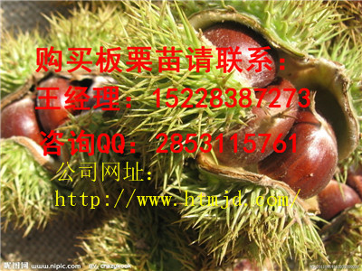 屏山泰山大板栗苗管理方法，嫁接板栗苗栽植时间及株行距管理