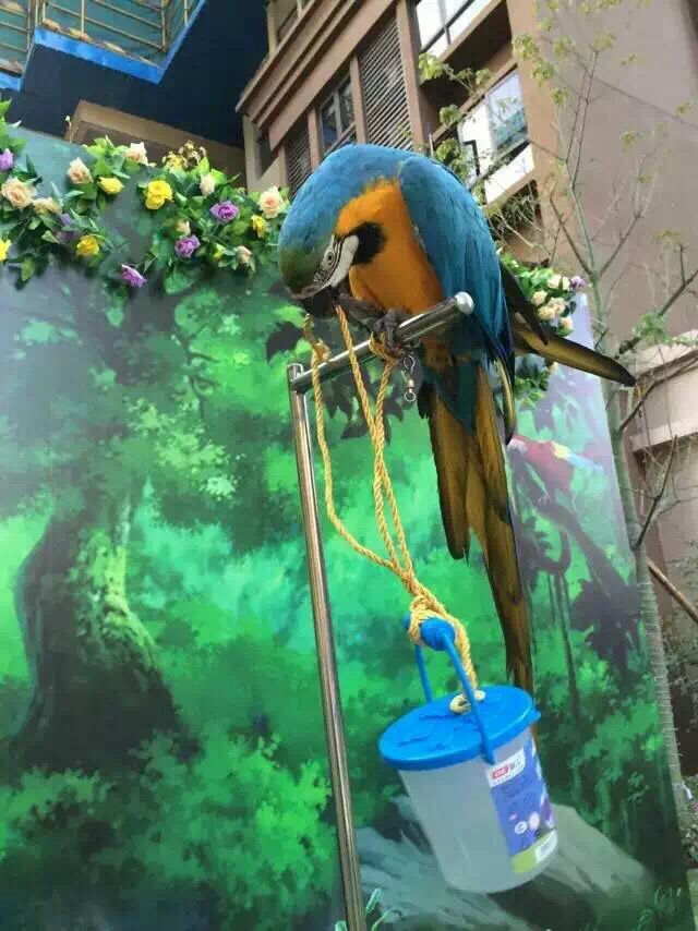 芜湖哪里有马戏团表演