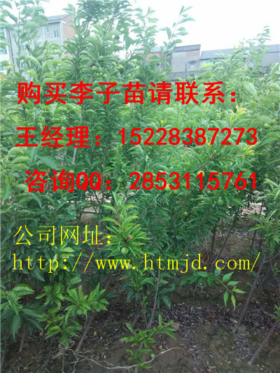 吉首脆红李子苗系列 格，良种脆红李子苗品种特性
