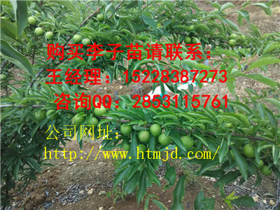 古丈脆红李子苗系列 格，良种脆红李子苗品种特性