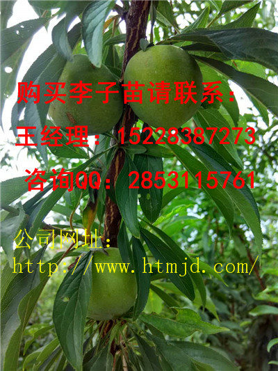 龙山脆红李子苗系列 格，良种脆红李子苗品种特性