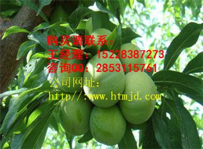 泸溪脆红李子苗系列 格，良种脆红李子苗品种特性