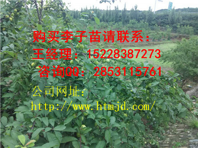 保靖脆红李子苗系列 格，良种脆红李子苗品种特性