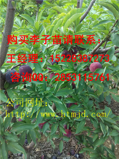 花垣脆红李子苗系列 格，良种脆红李子苗品种特性