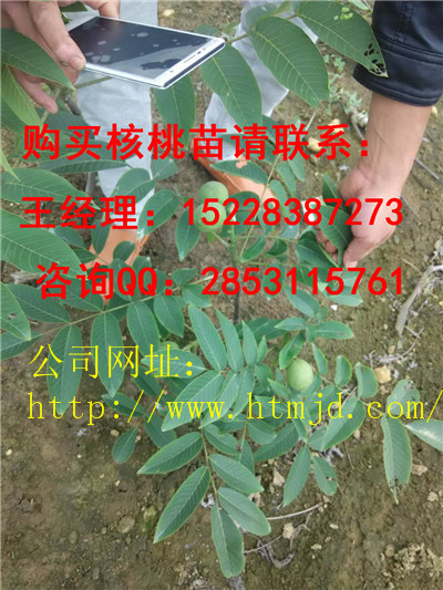 南明核桃苗基地嫁接培育方法讲解，香玲核桃苗早实品种特点