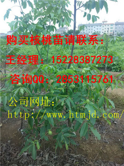 花溪核桃苗基地嫁接培育方法讲解，香玲核桃苗早实品种特点