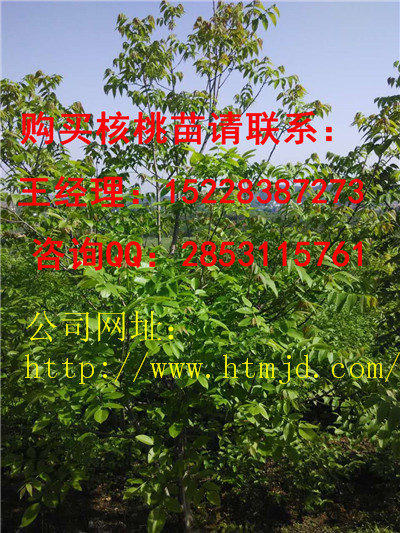 乌当核桃苗基地嫁接培育方法讲解，香玲核桃苗早实品种特点