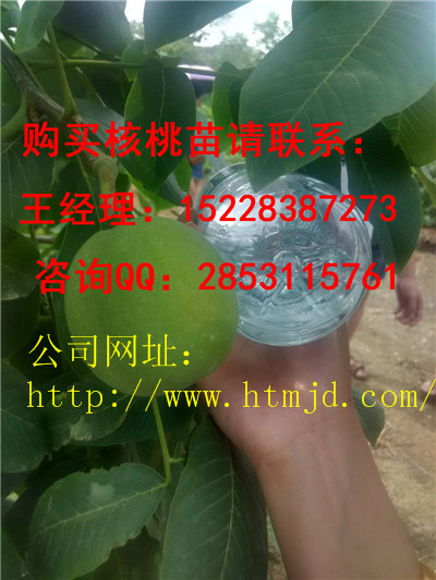 清镇核桃苗基地嫁接培育方法讲解，香玲核桃苗早实品种特点