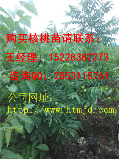 修文核桃苗基地嫁接培育方法讲解，香玲核桃苗早实品种特点