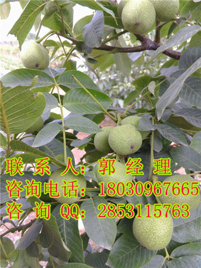 云南川早2号，云南川早2号品种，川早2号品种认证