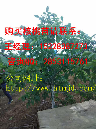 成都川早2号核桃苗早实品种特性， 哪里有核桃苗批发