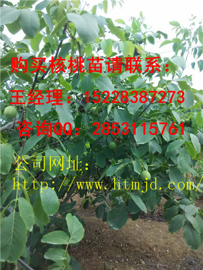 达州川早2号核桃苗抗寒性，早实嫁接核桃苗品种
