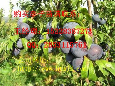 麻江嫁接李子苗修剪，优质嫁接李子苗培育基地