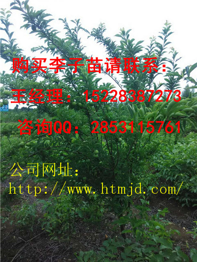 台江嫁接李子苗修剪，优质嫁接李子苗培育基地
