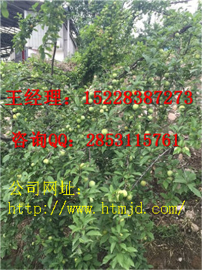 从江嫁接早实李子苗价格，嫁接李子苗培育技术