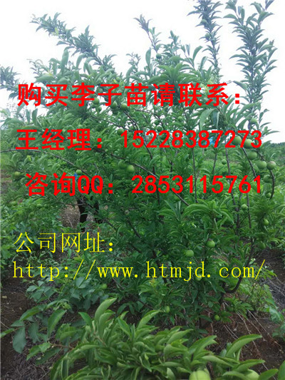 榕江嫁接晚熟李子苗品种，嫁接李子苗管理技术