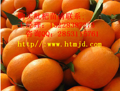 醴陵嫁接橘子苗生长挂果季节，早熟橘子苗有哪些品种