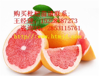 韶山早实橘子苗口感怎么样，橘子苗种植和管理技术