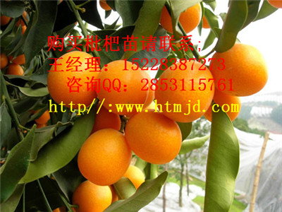 湘潭早实橘子苗口感怎么样，橘子苗种植和管理技术
