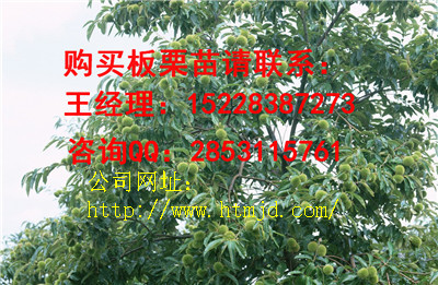 宾川早实板栗苗基地 格，良种板栗苗品种特性