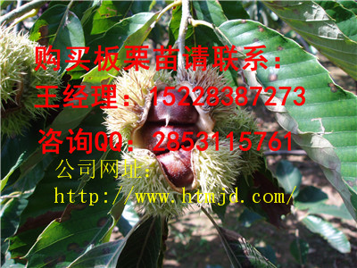 鹤庆板栗苗管理种植技术，嫁接板栗苗批发公司