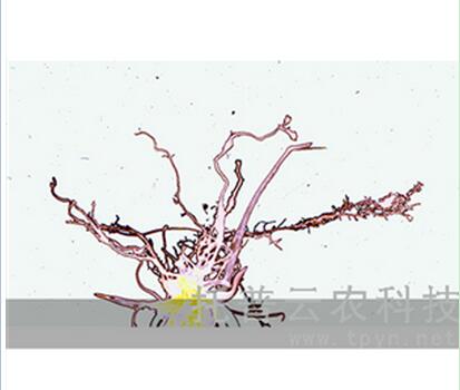 植物根系分析系统监测玉米根系生长