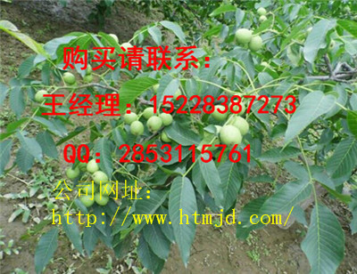 合阳嫁接核桃苗苗圃公司，8518核桃苗怎样种植产量高