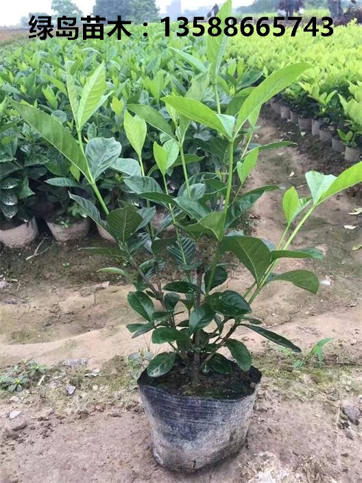 大叶栀子小苗价格,灌木大中小叶栀子浙江杭州金华生产