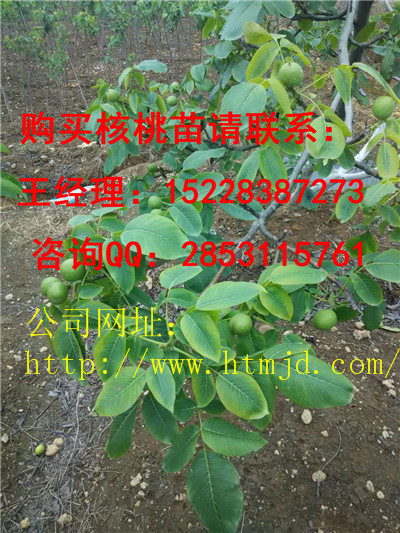 南充核桃苗种植管理技术，川早2号核桃苗培育基地