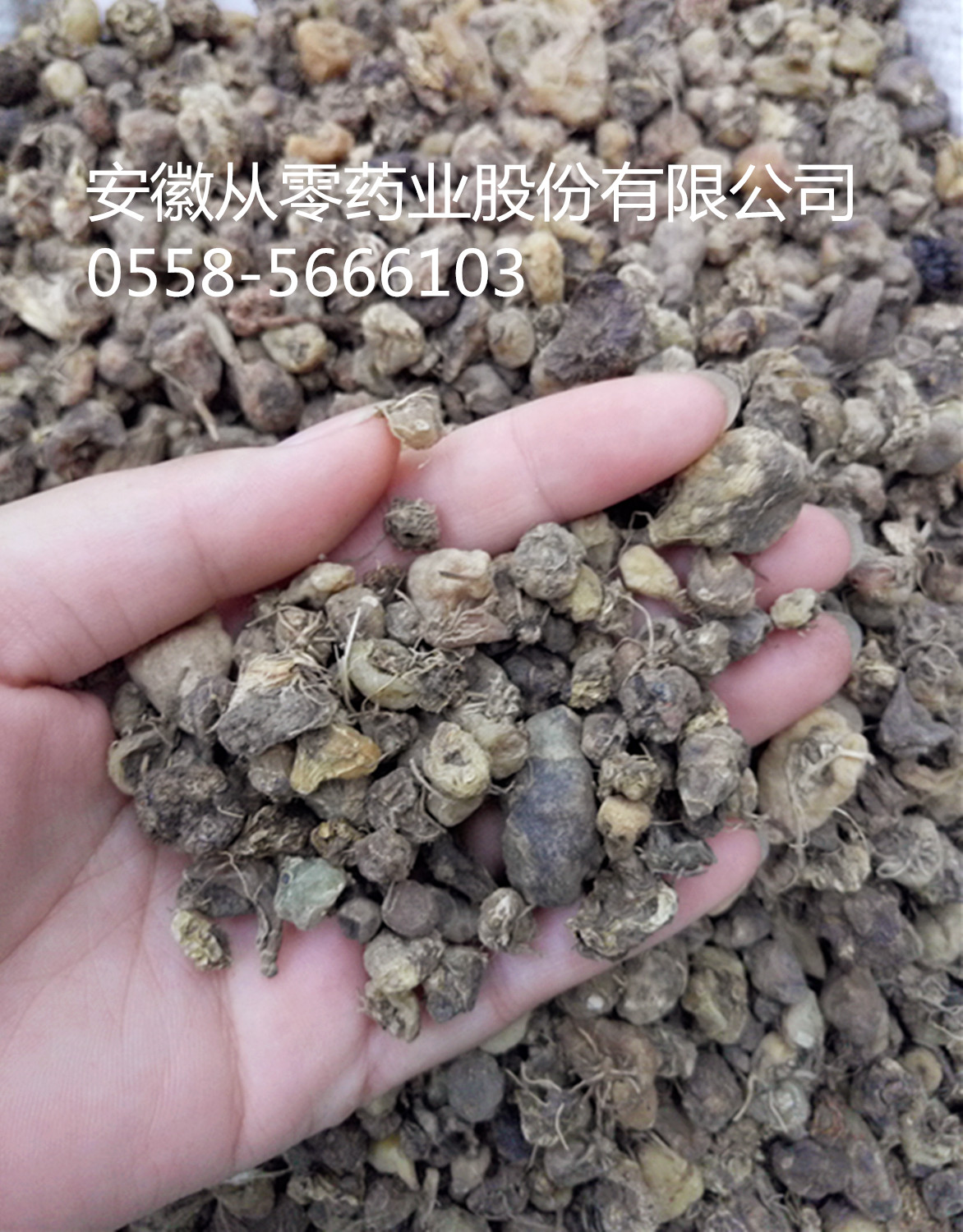 山茨菇 产地云南  薄利多销